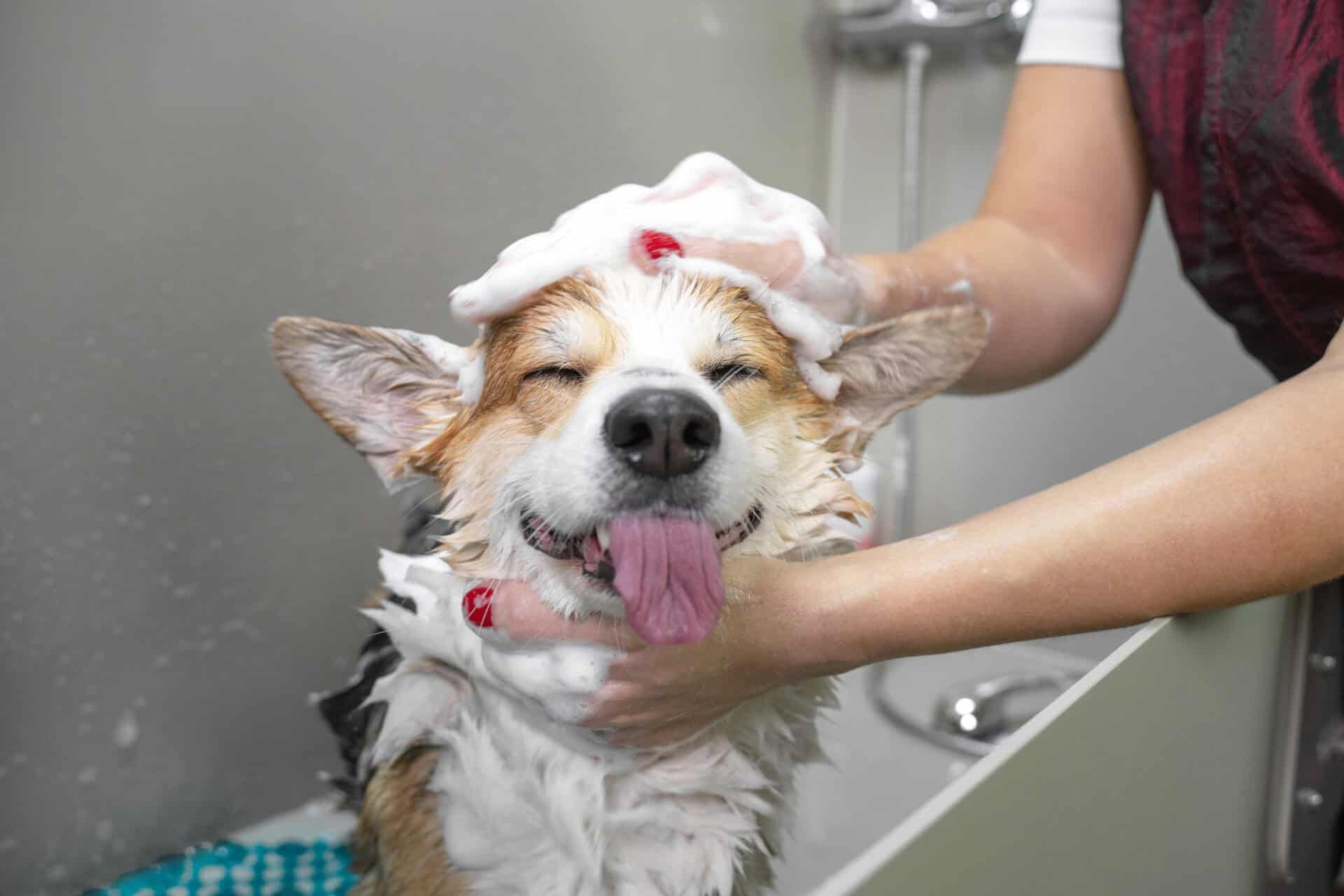 Funny portrait of a welsh corgi pembroke dog showering with shampoo. Dog taking a bubble bath in grooming salon.