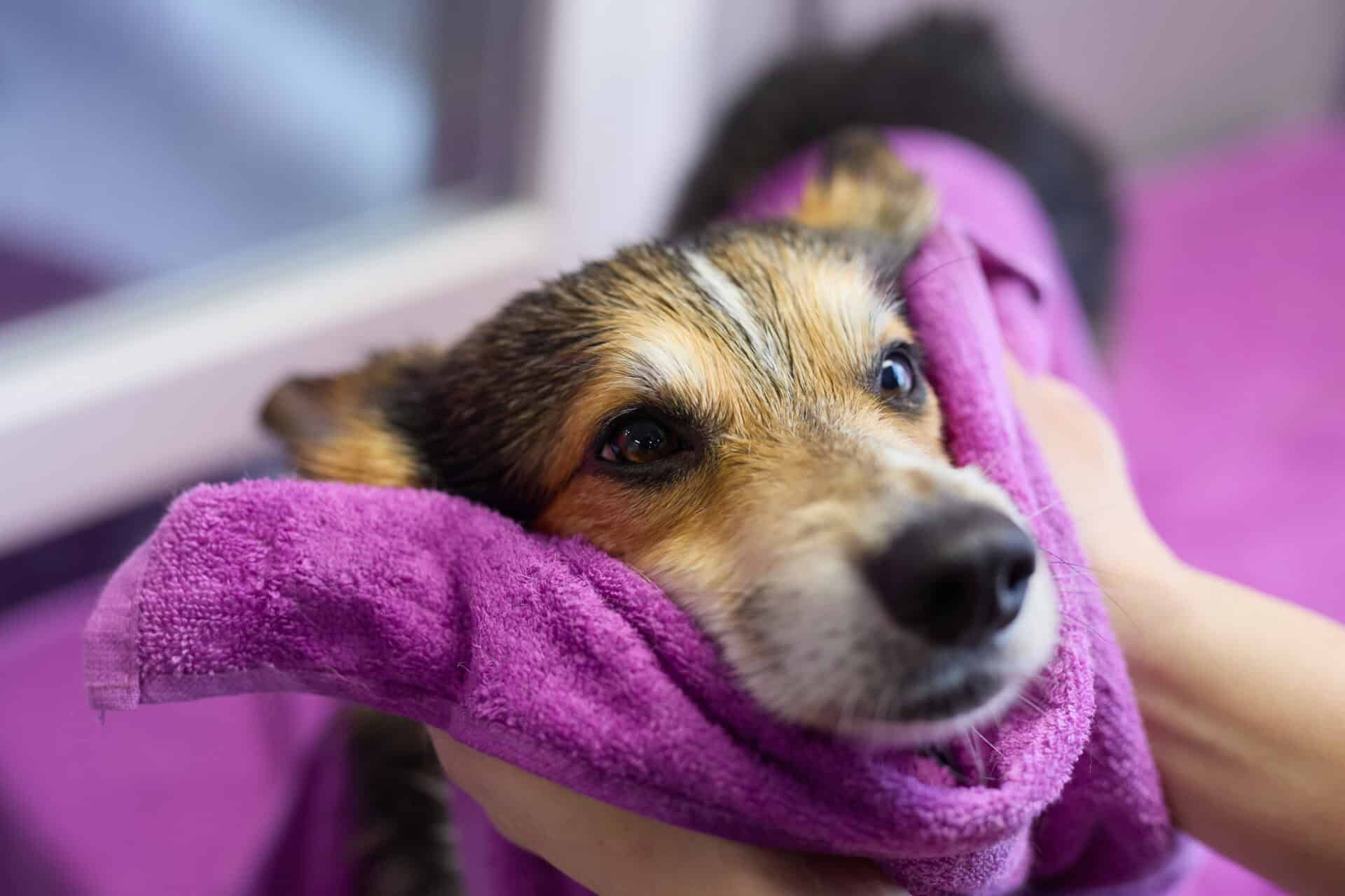 Groomer drying wet corgi after bath in a grooming salon. Cute Pembroke Welsh Corgi dog being cleaned